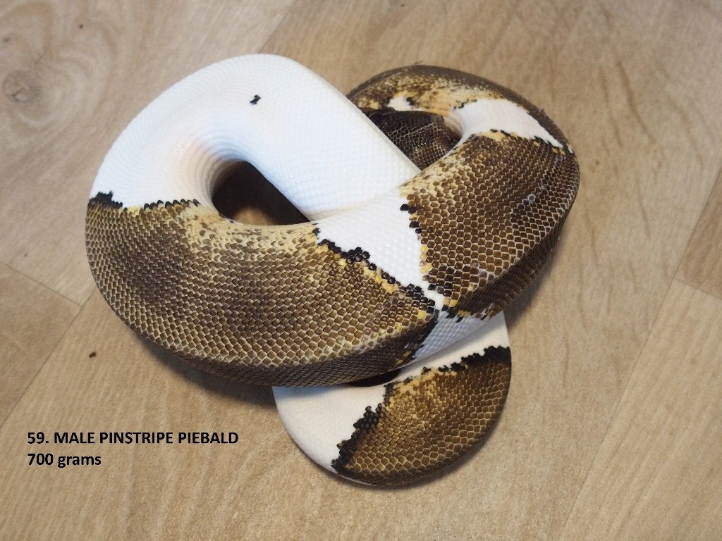 Koningspythons halfwas en volwassen kweekdieren deel 3 Ball Python photo 11