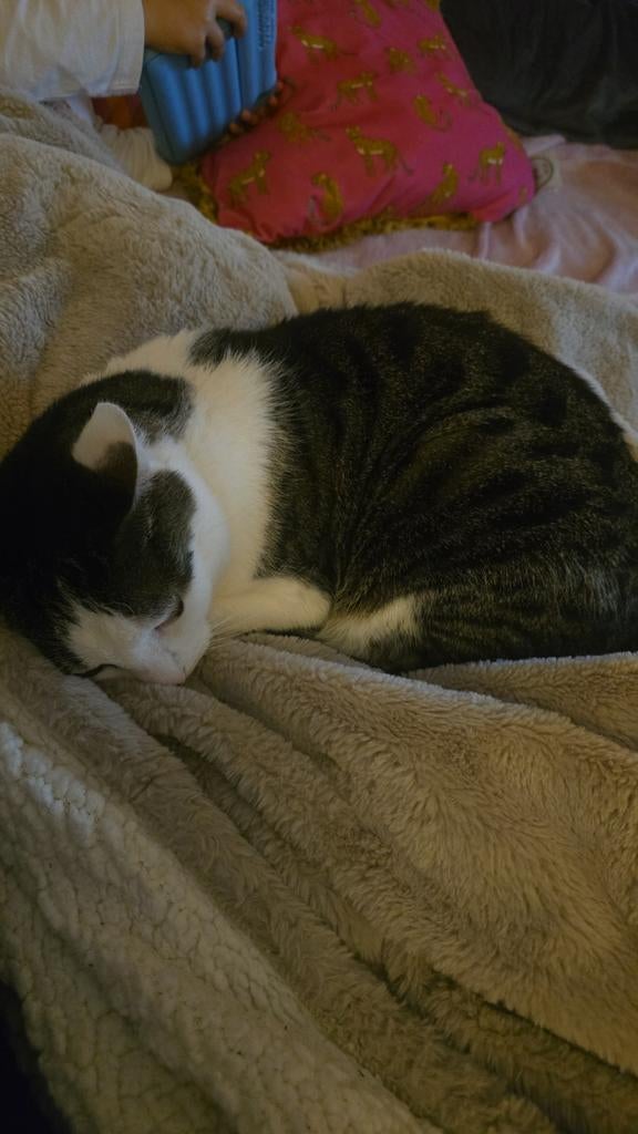 Met spoed een huisje gezocht, Dieren en Toebehoren, Kater