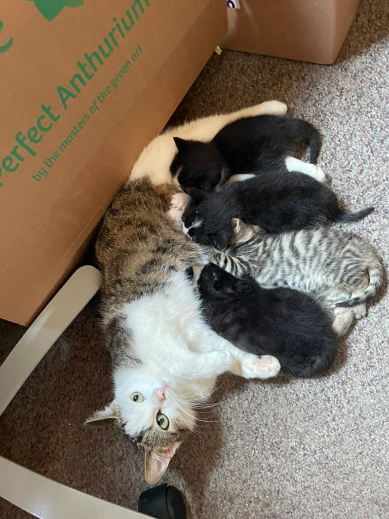 Kittens te koop, Dieren en Toebehoren, Kater, Kortharig, 0 tot 2 jaar