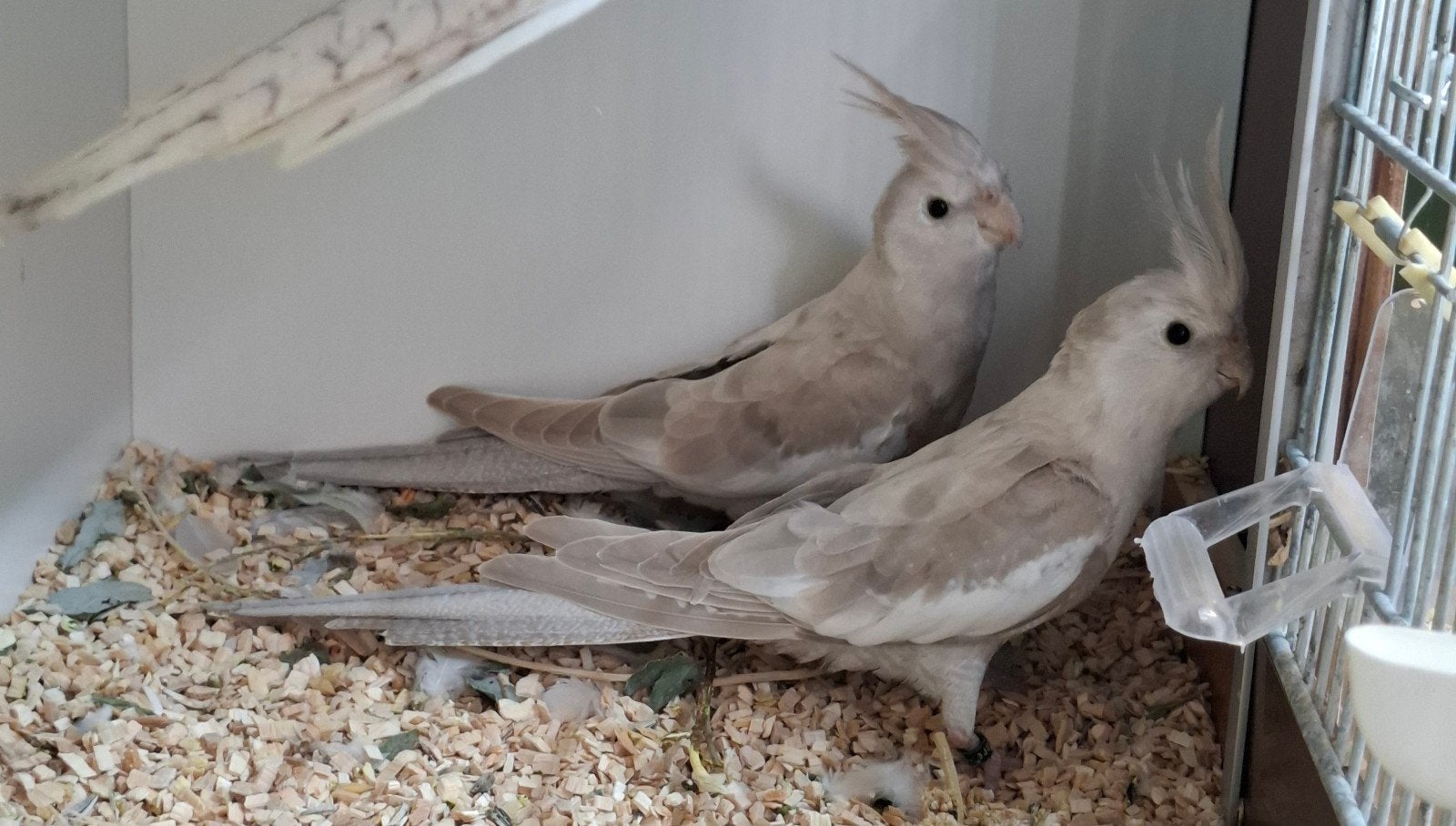 Jonge valkparkieten gezoomd, Meerdere dieren, Geringd