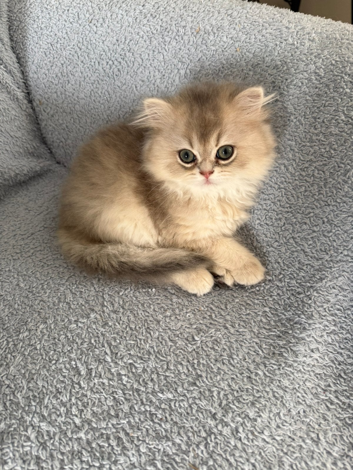Britse langhaar kitten, Dieren en Toebehoren, Katten en Kittens | Raskatten | Langhaar, Poes, Ontwormd