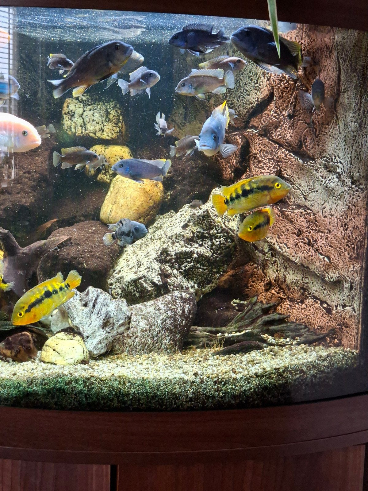 Malawi cichliden, Ophalen, Gevuld zoetwateraquarium