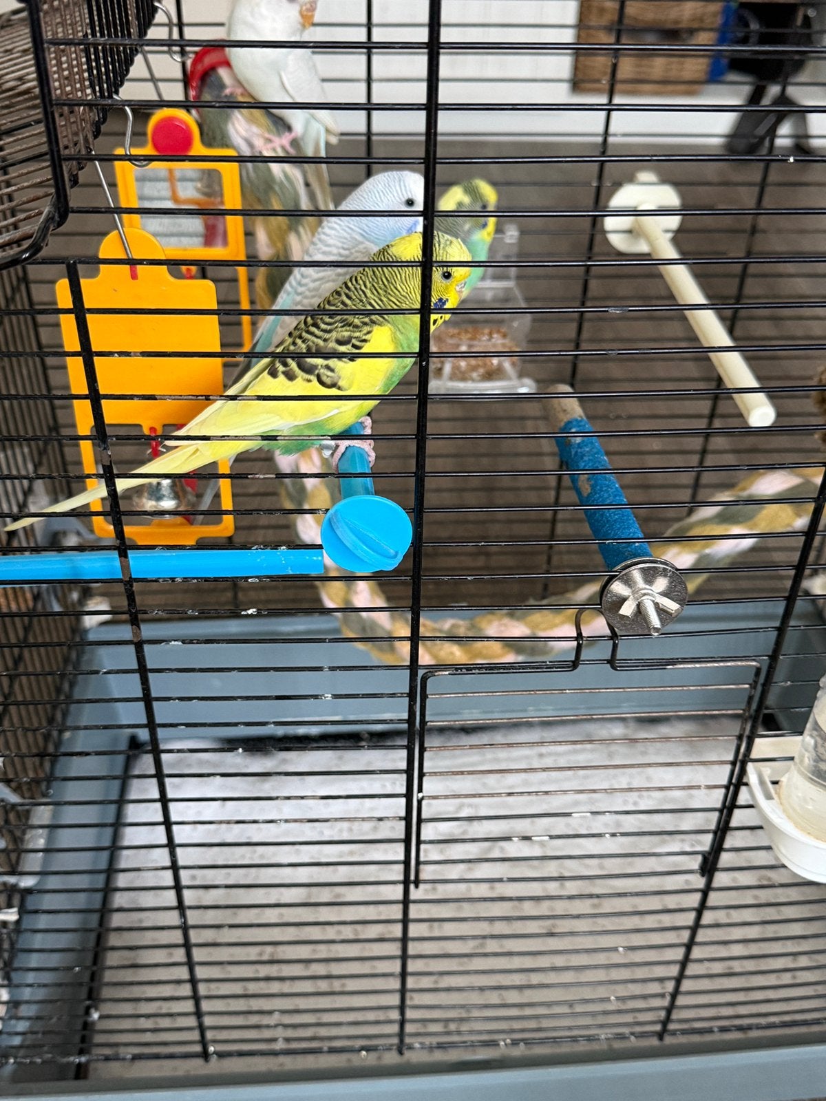 Vogels, Dieren en Toebehoren, Meerdere dieren, Parkiet