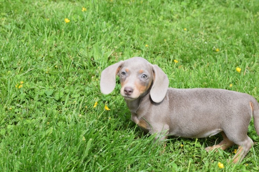 Teckel pups mooi klein blijvend, Dieren en Toebehoren, Honden | Teckels en Dashonden, 15 weken tot 1 jaar, Dwerg, Meerdere, Meerdere dieren