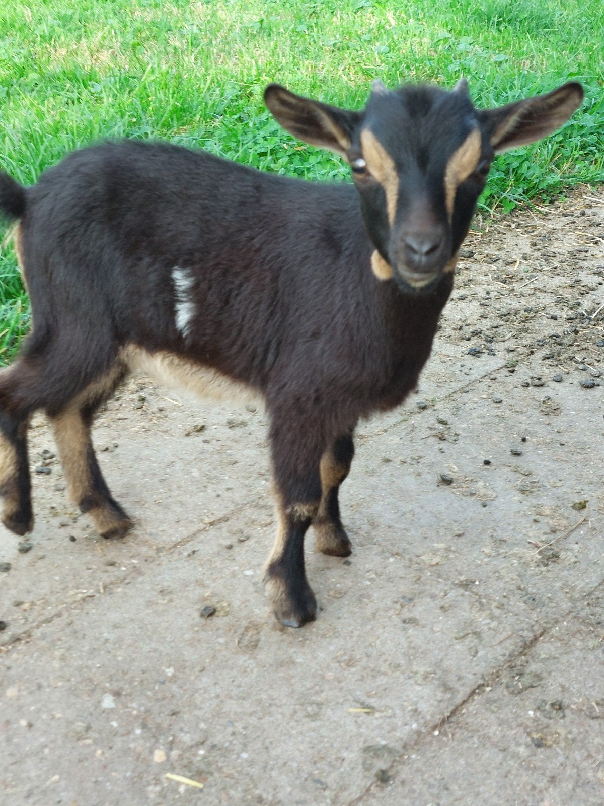 Dwerggeit lam, mieke, Dieren en Toebehoren, Vrouwelijk, Geit, 0 tot 2 jaar