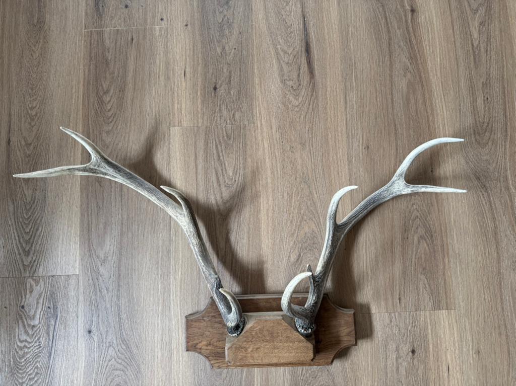 Prachtig Gewei op Houten Schild, Ophalen of Verzenden, Zo goed als nieuw