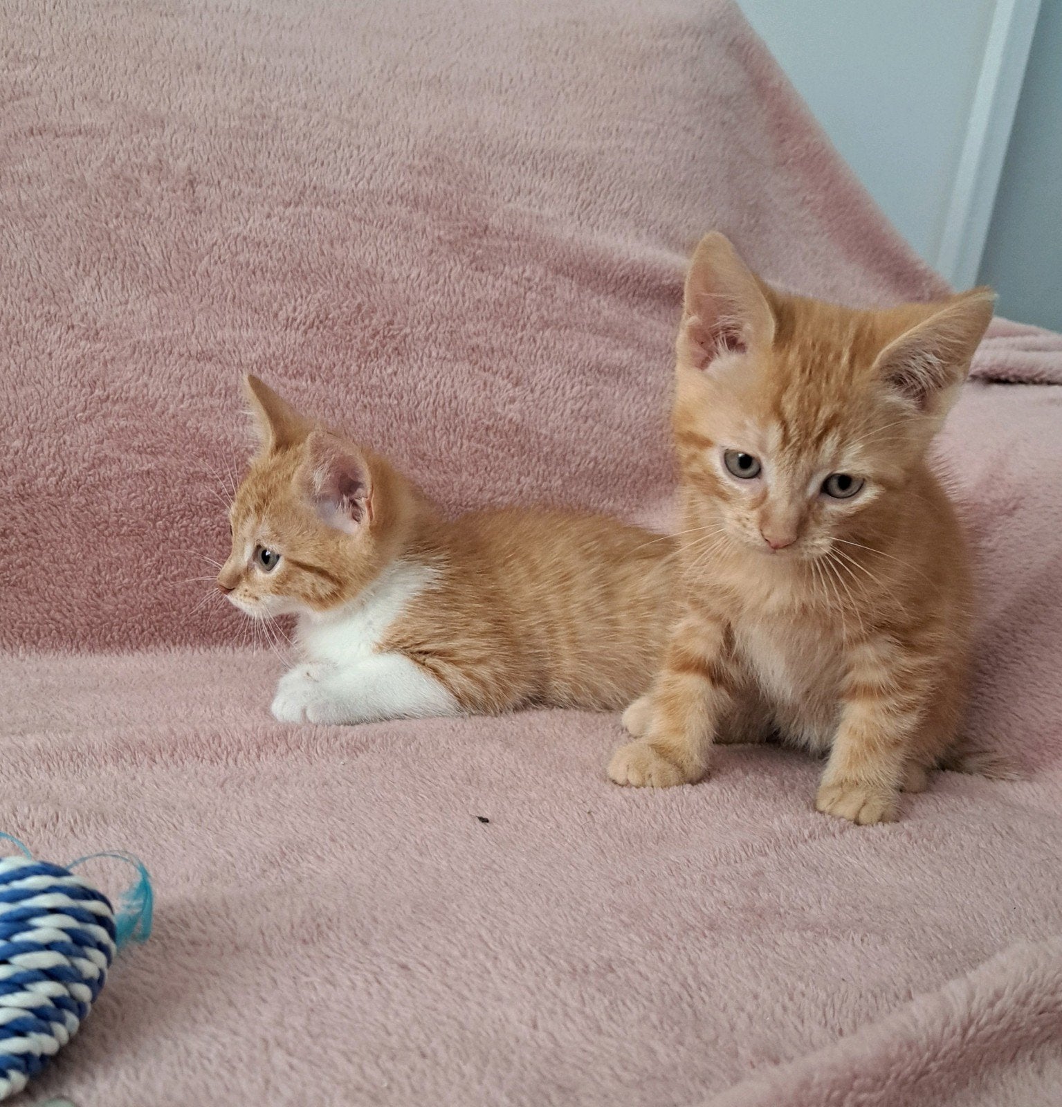 Lieve kittens zoeken een nieuw thuis, Dieren en Toebehoren, Katten en Kittens | Overige Katten, Meerdere dieren