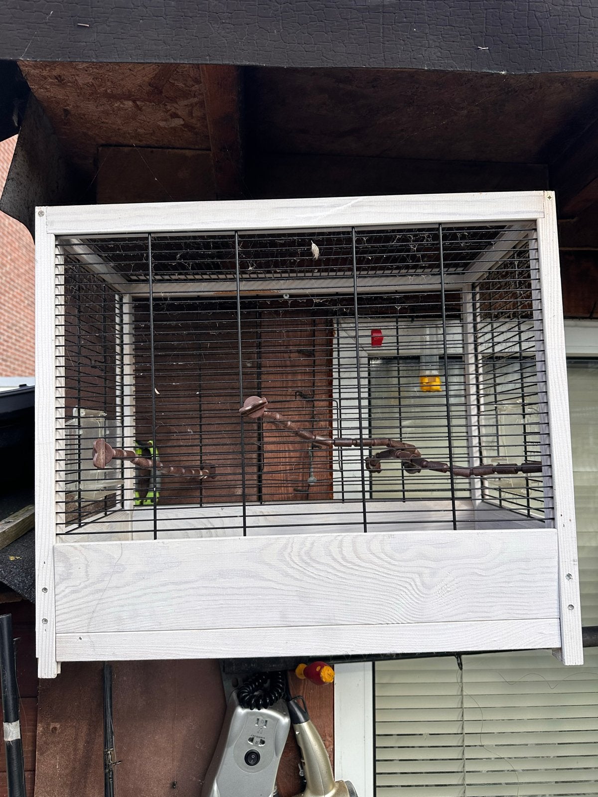 Vogel mooie, Dieren en Toebehoren, Ophalen of Verzenden