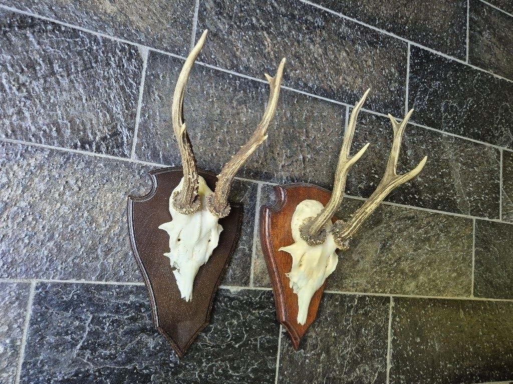 2 Prachtige Ree Geweien samen € 29 jacht hut mancave k28, Ophalen of Verzenden, Zo goed als nieuw, Hert, Gewei of Kop