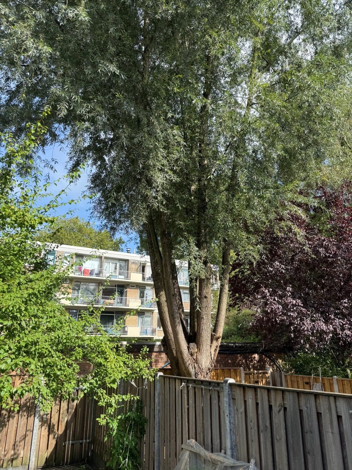 Wilgboom, Ophalen of Verzenden, Volle zon, Overige soorten