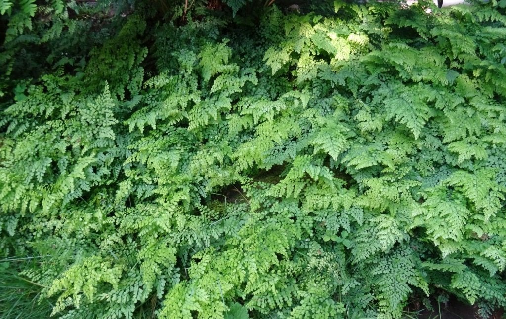 Adiantum venustum (Venus haar varen), Ophalen, Vaste plant, Varens, Bloeit niet