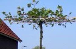 Dakplatanus acerifolia, Dakboom, Zomer, Ophalen, Volle zon