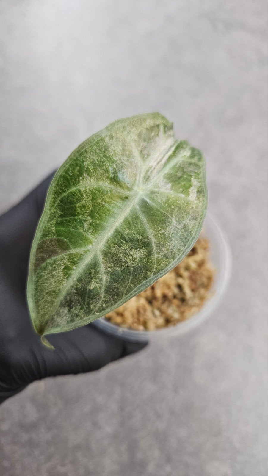 Alocasia 'Pink Dragon' Variegata (stardust), Ophalen of Verzenden, Halfschaduw, Minder dan 100 cm
