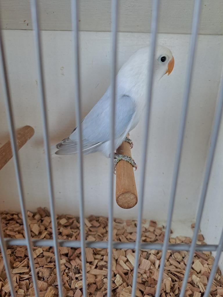 Agapornis Ficheri  Dilute Blauw 0-1, Dieren en Toebehoren, Vogels | Parkieten en Papegaaien, Geslacht onbekend, Dwergpapegaai of Agapornis