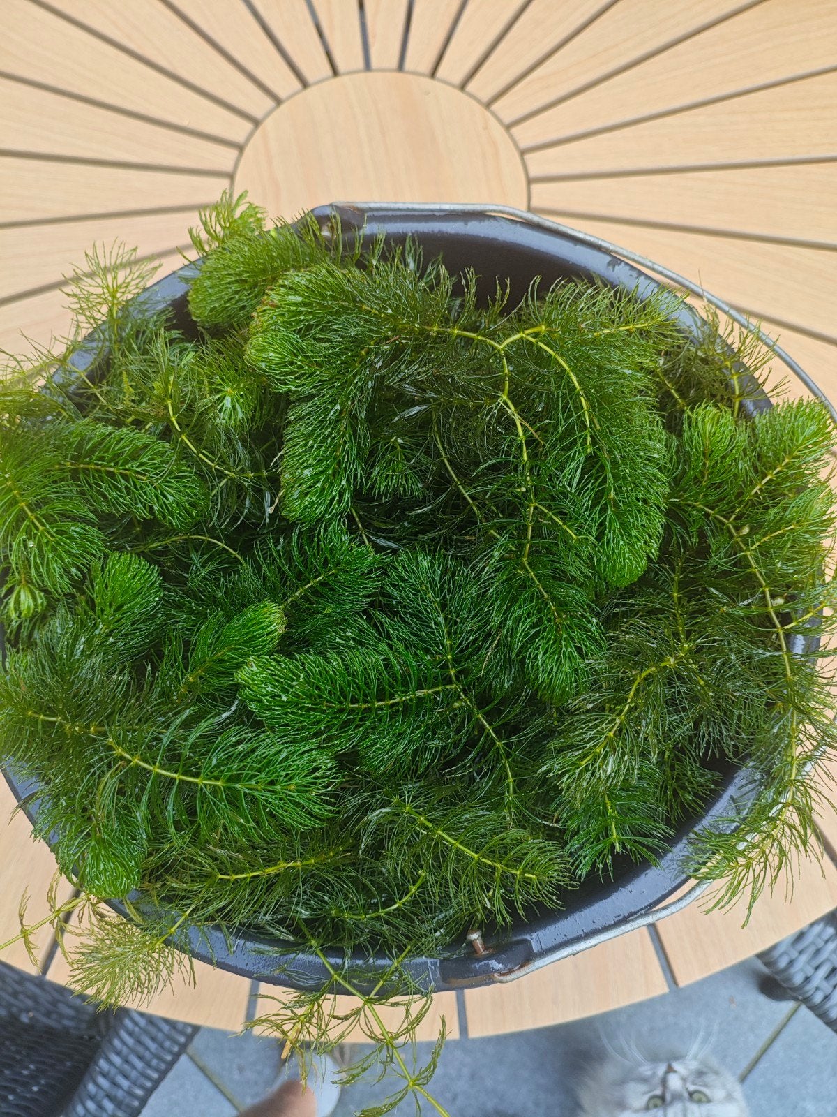 Mooie waterplanten voor de vijver, Tuin en Terras, Ophalen