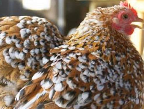 Broedeieren diverse rassen (afhalen), Dieren en Toebehoren, Pluimvee, Geslacht onbekend, Kip