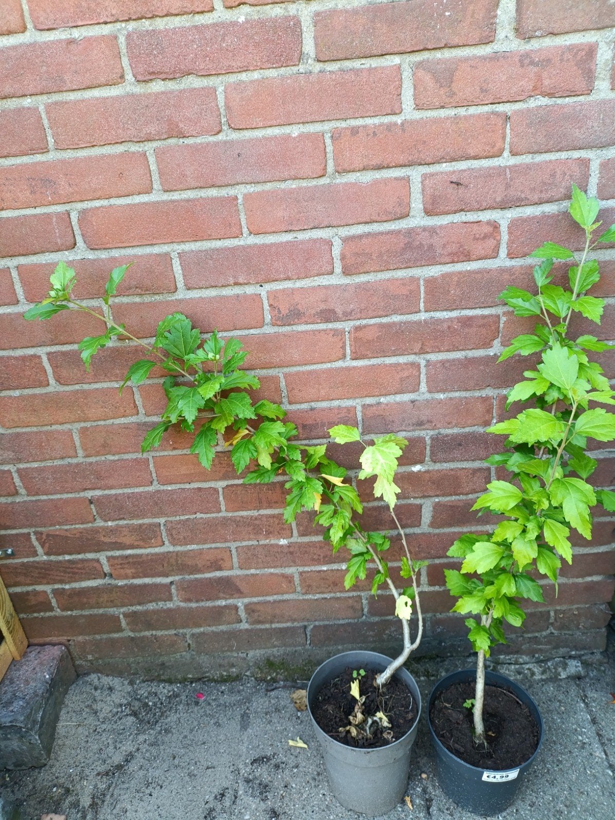 hibiscus lucifer plant, Tuin en Terras, Planten | Struiken en Hagen, Ophalen, Overige soorten, 100 tot 250 cm