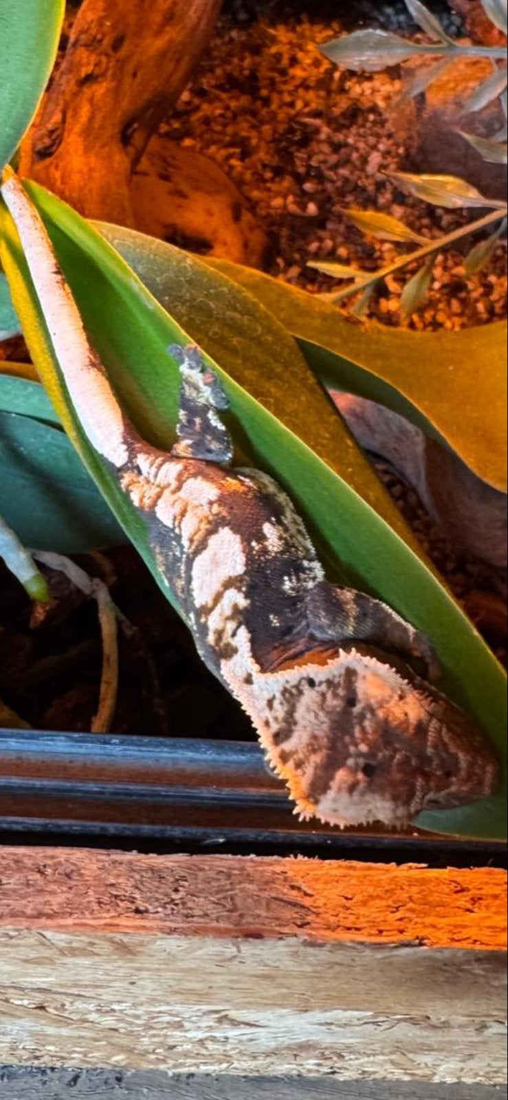 Te koop wimpergecko., Hagedis, 0 tot 2 jaar
