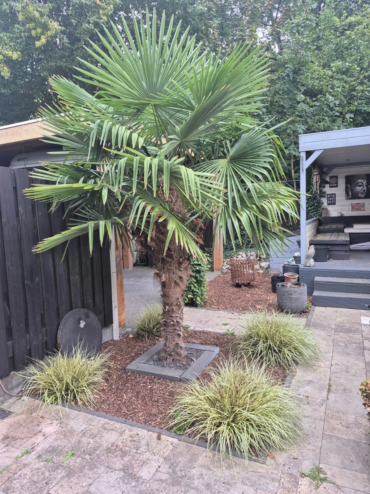 Palmboom winterhard (Trachycarpus Fortunei), Tuin en Terras, Planten | Bomen, Ophalen, Bloeit niet, Volle zon, Palmboom