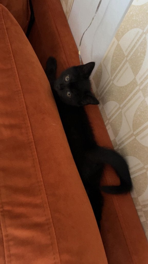 6 Lieve Kittens, Dieren en Toebehoren, Katten en Kittens | Raskatten | Korthaar, Meerdere dieren, 0 tot 2 jaar