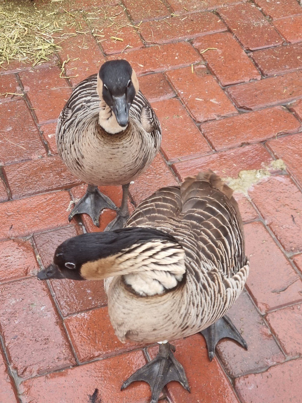 hawaiiganzen broedrijp koppel, Dieren en Toebehoren, Vogels | Overige Vogels