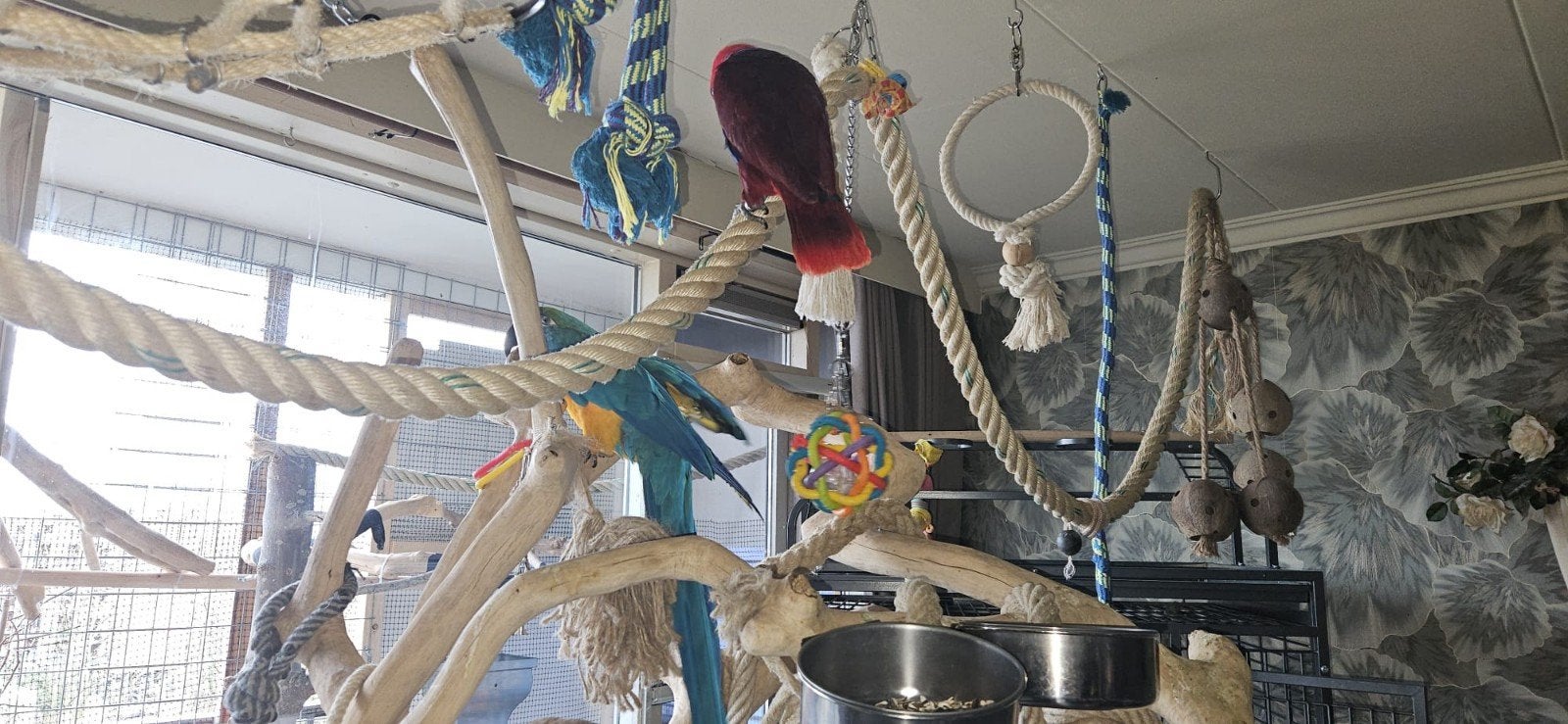 Blauwgele ara, Mannelijk, Papegaai