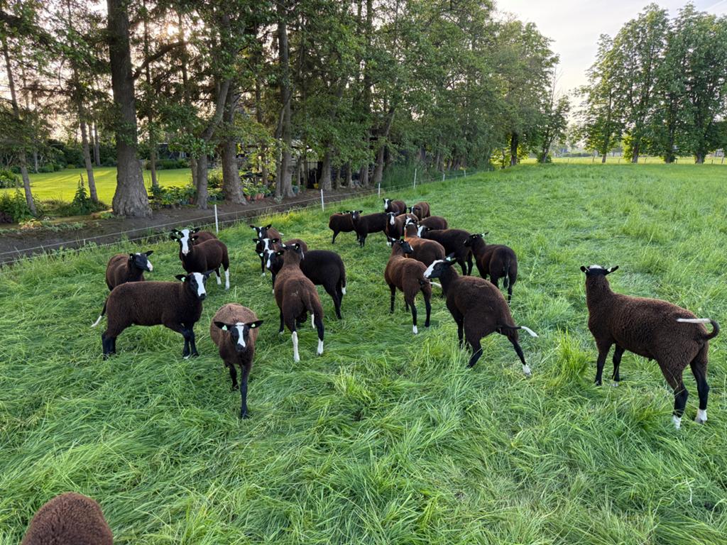 Zwartbles dekrammen, Dieren en Toebehoren, Mannelijk, Schaap