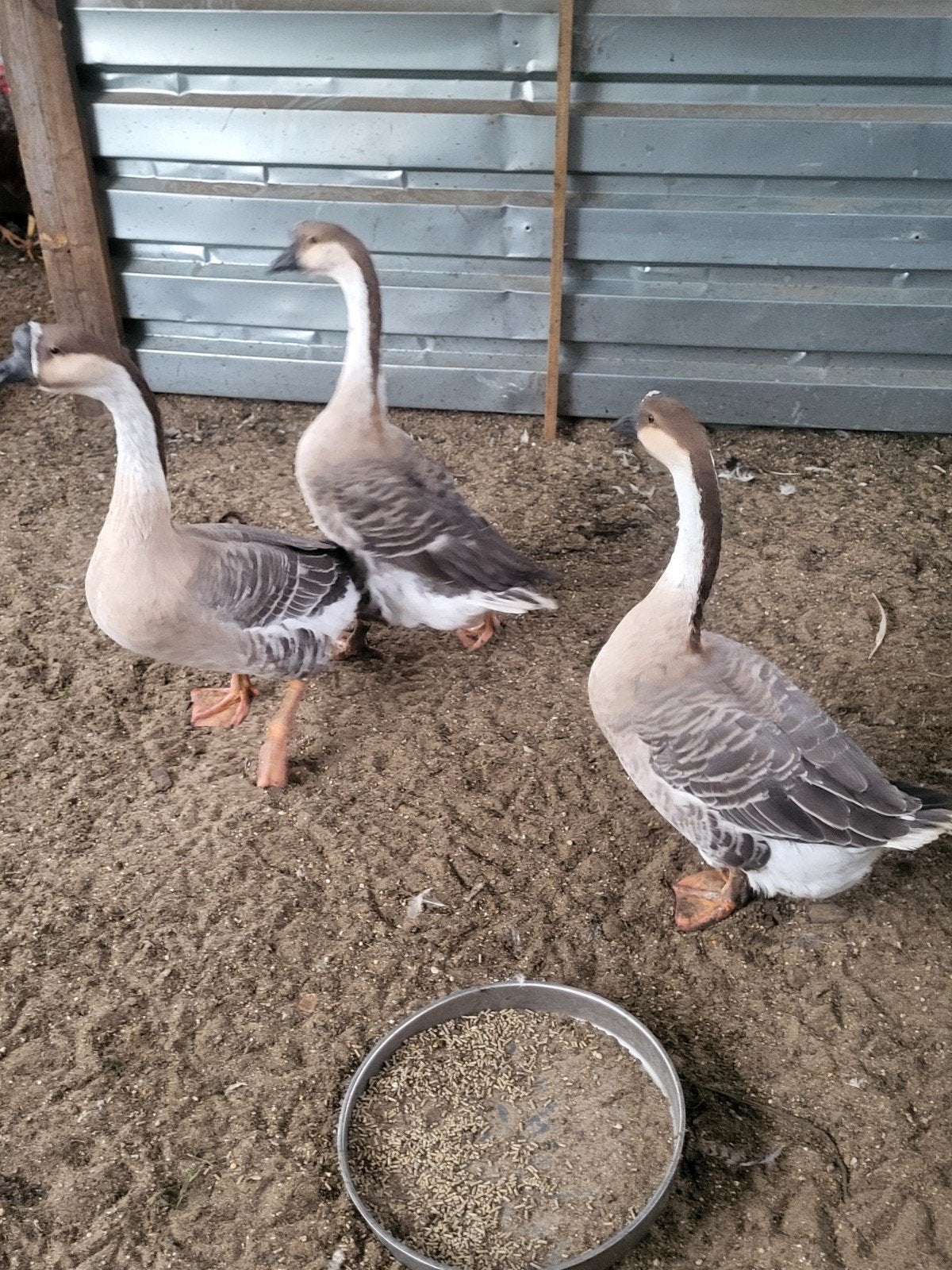 trio chinese knobbelganzen, Meerdere dieren, Overige soorten