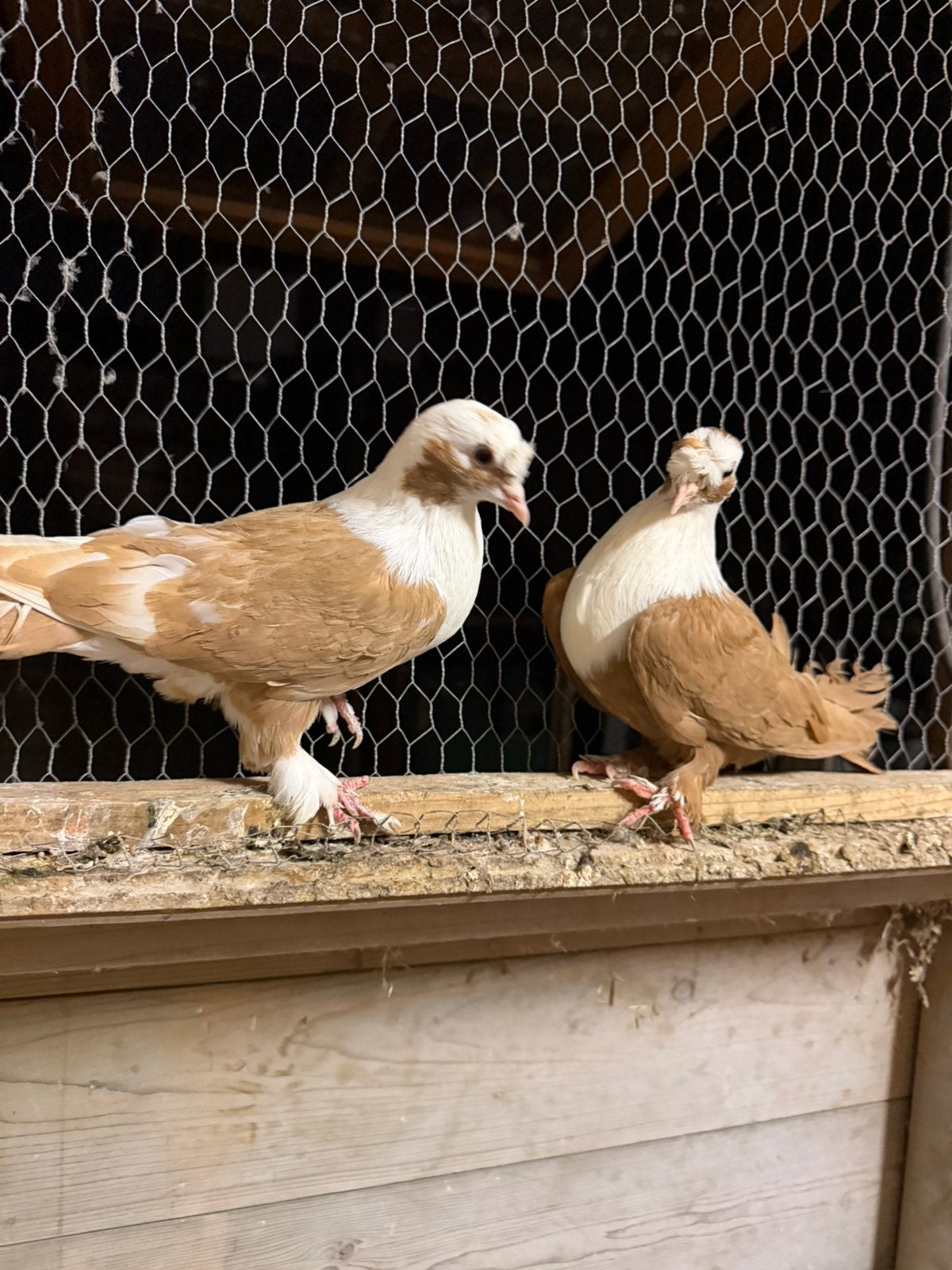 Sierduiven, Meerdere dieren
