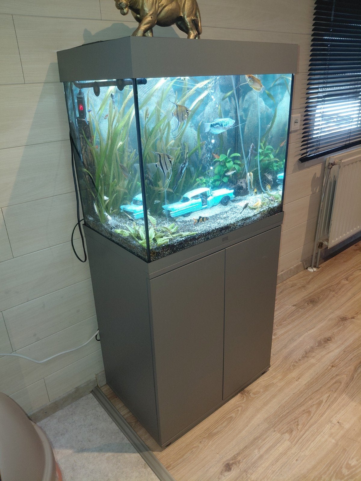 aquarium, Dieren en Toebehoren, Vissen | Aquariumvissen, Vis