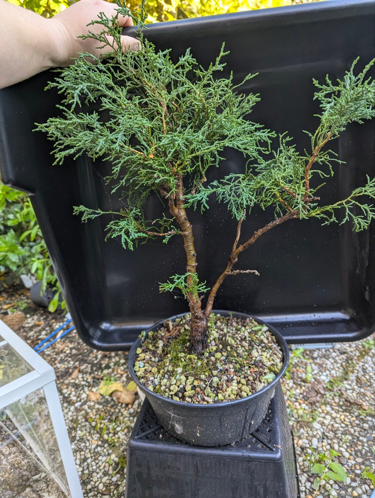 Italiaanse Cipres (Cupressus sempervirens) pre-bonsai, Volle zon, Vaste plant, Bloeit niet, Ophalen