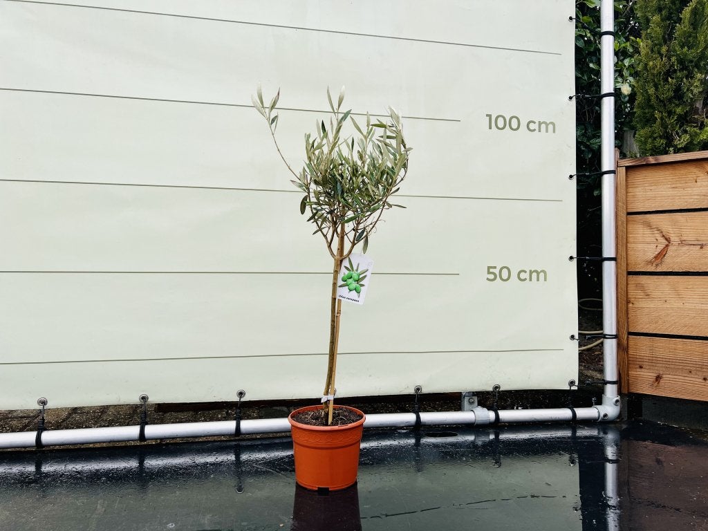 Olijfboom - Olea Europea - stamomvang 4-6 cm, In pot, Halfschaduw, Ophalen of Verzenden, 100 tot 250 cm