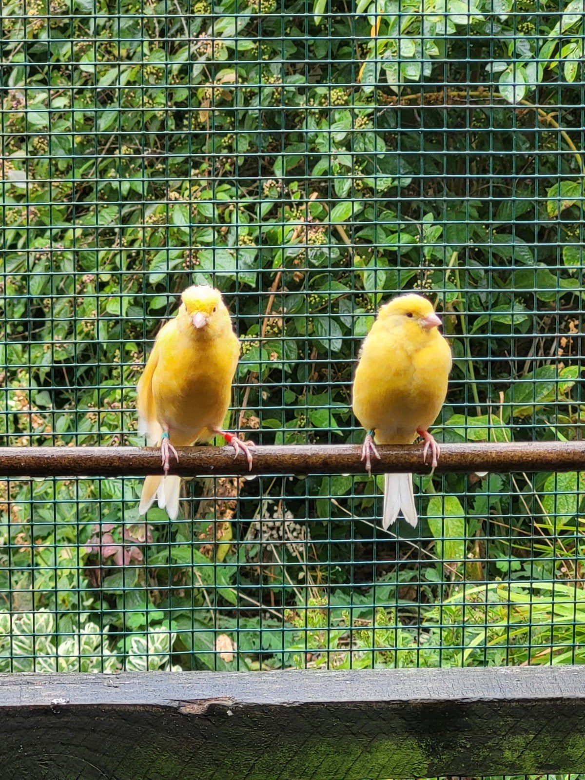 kanarie man, Dieren en Toebehoren, Vogels | Kanaries, Mannelijk, Kleurkanarie