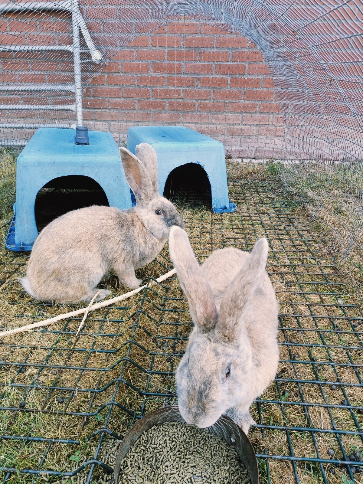 Vlaamse reus rammen, Dieren en Toebehoren, Konijnen, Mannelijk, Groot
