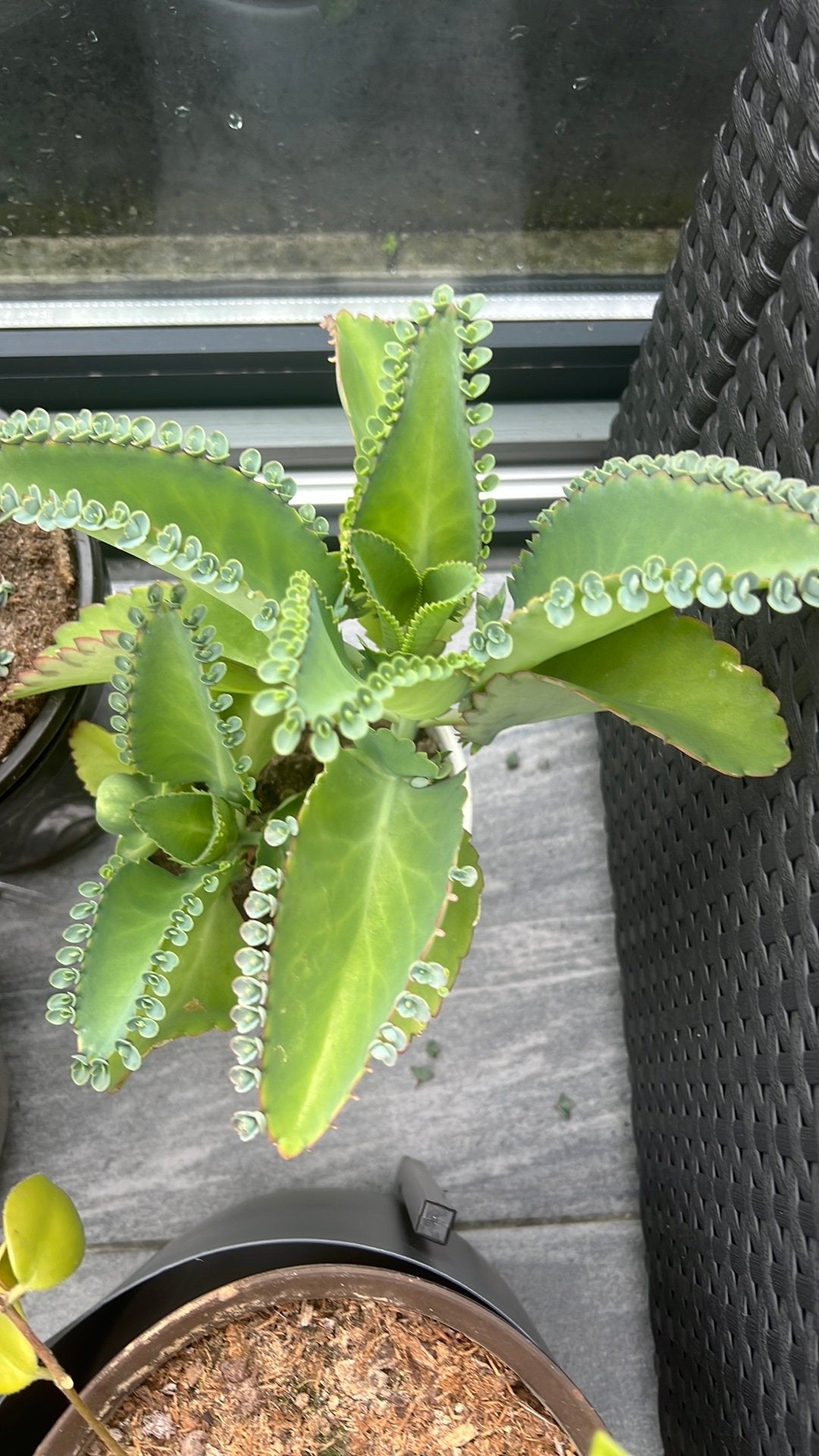 Vet plant met pot €4, Huis en Inrichting, Kamerplanten, Ophalen, Halfschaduw, Minder dan 100 cm
