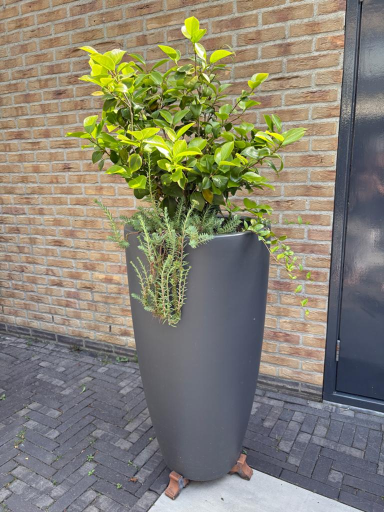 Elho bloempot met Camellia Japonica, 25 tot 40 cm, Kunststof, Gebruikt, Rond