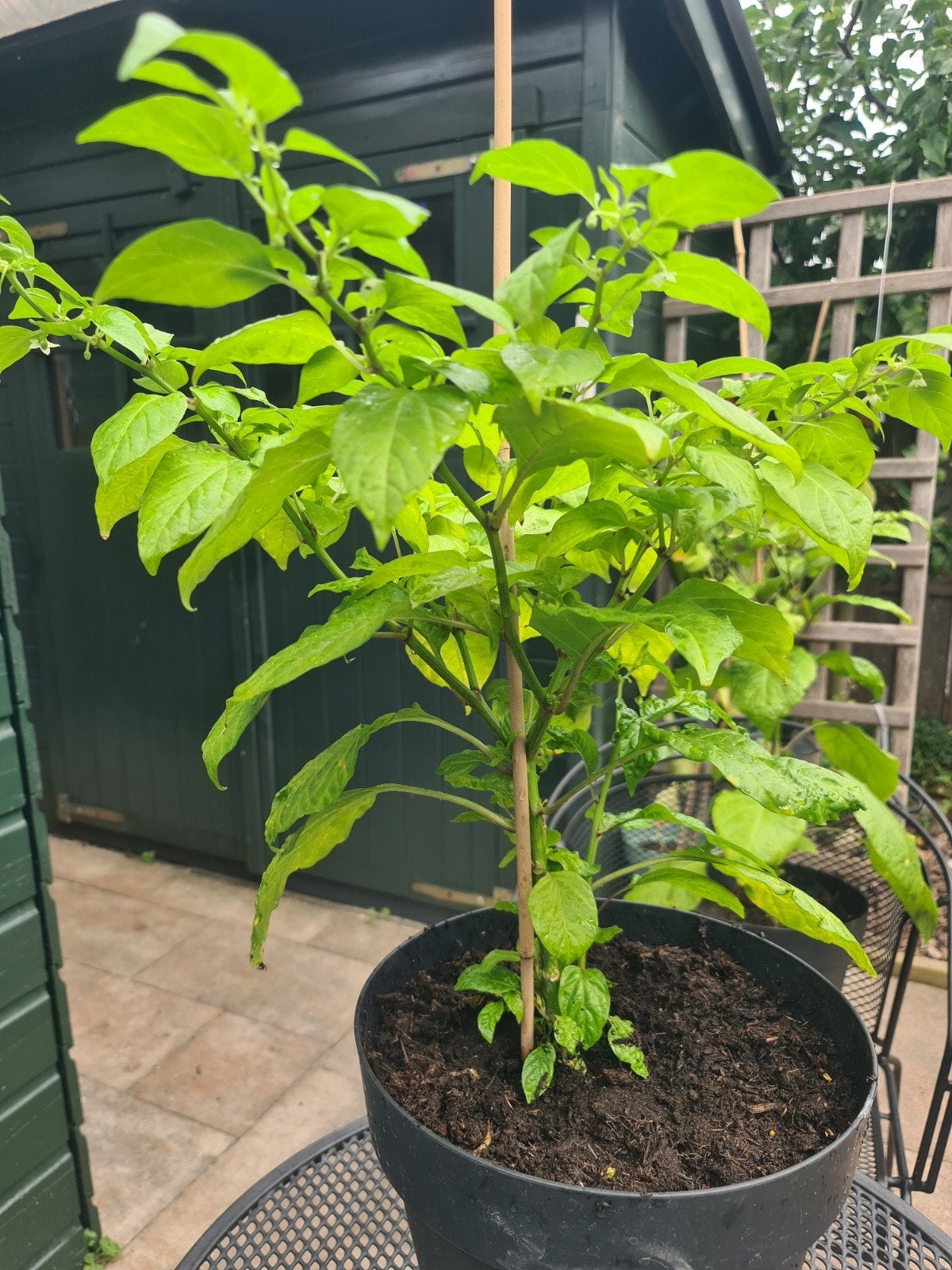 Madame Jeanette peper plant 40 cm met knoppen, Bloeit niet, Overige soorten, Minder dan 100 cm, Ophalen