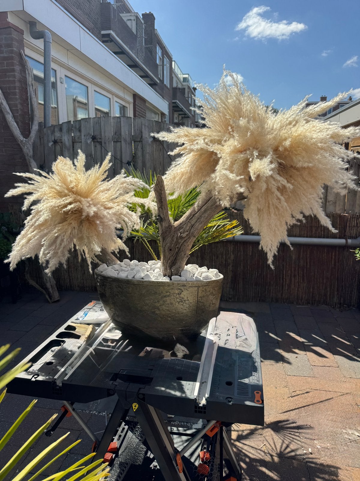 Pampasboom met  mooie pot  90 h 115  b, Ophalen of Verzenden, Zo goed als nieuw