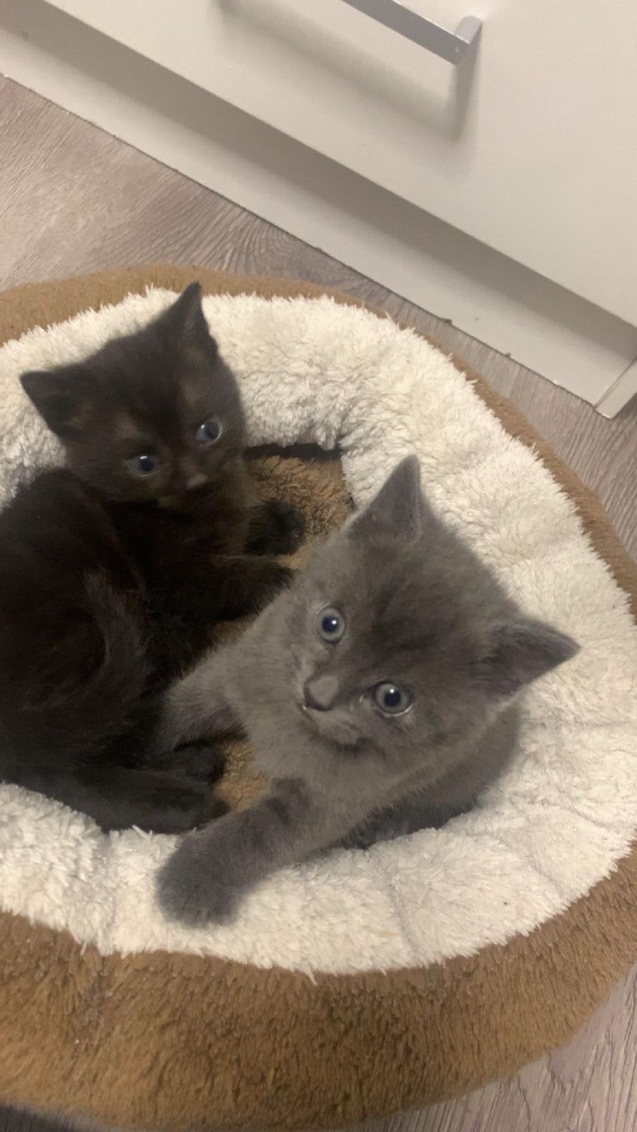 Kittens te koop, Dieren en Toebehoren, Katten en Kittens | Raskatten | Korthaar, Meerdere dieren, Gechipt