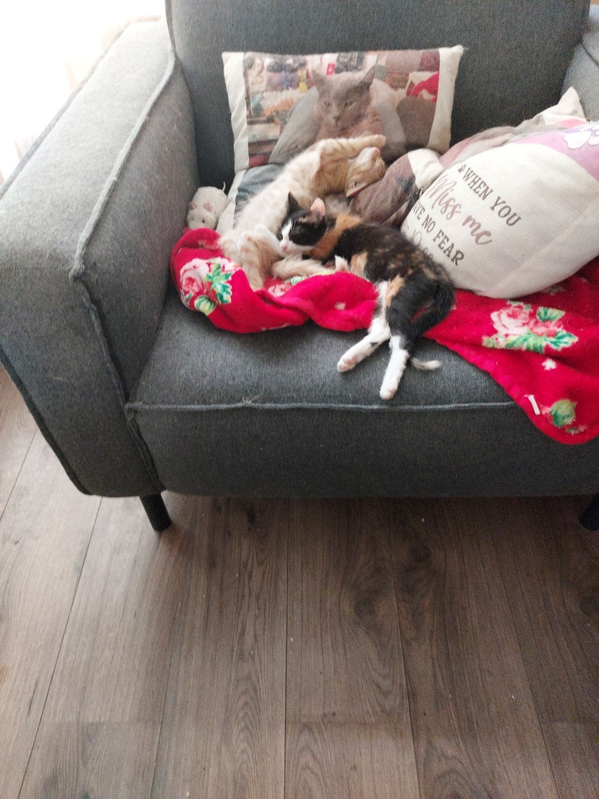 kittens, 0 tot 2 jaar