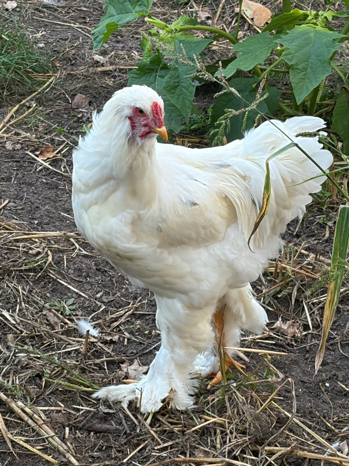 Brahma hanen drie stuks, Dieren en Toebehoren, Mannelijk, Kip