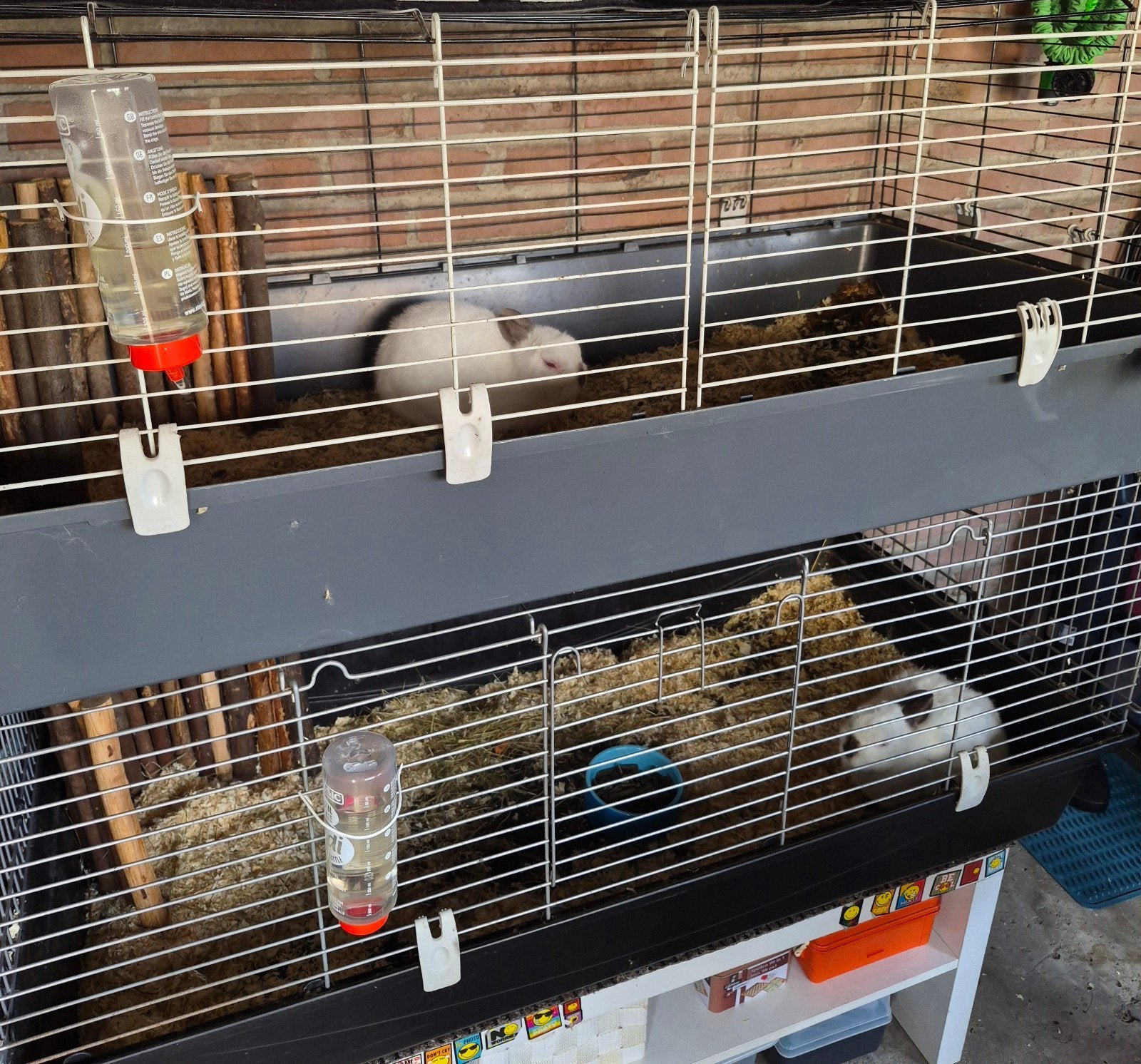 Gratis: 2 lieve konijnen + 2 kooien (samen weg), Ophalen, 110 cm of meer, Kooi, Minder dan 60 cm
