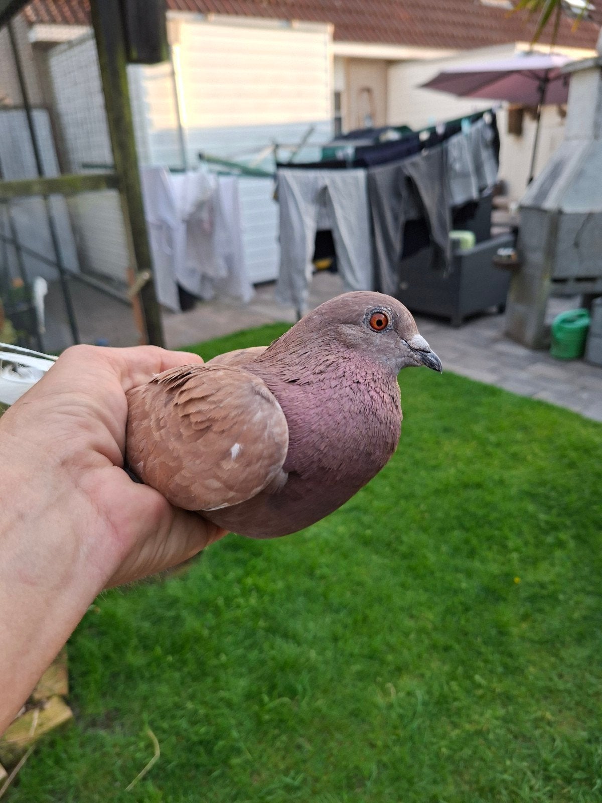 Postduiven, Dieren en Toebehoren, Meerdere dieren, Postduif