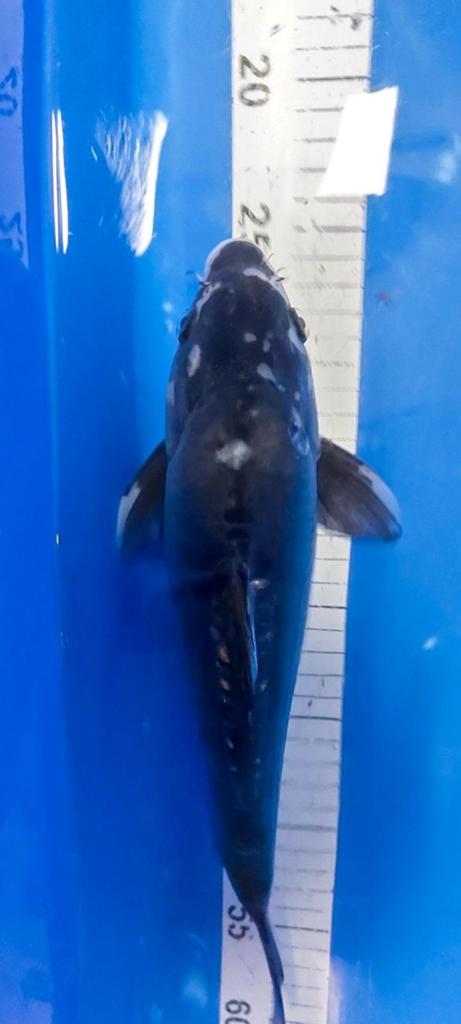 5 koi's  tesamen voor € 90,-, Karper of Koi
