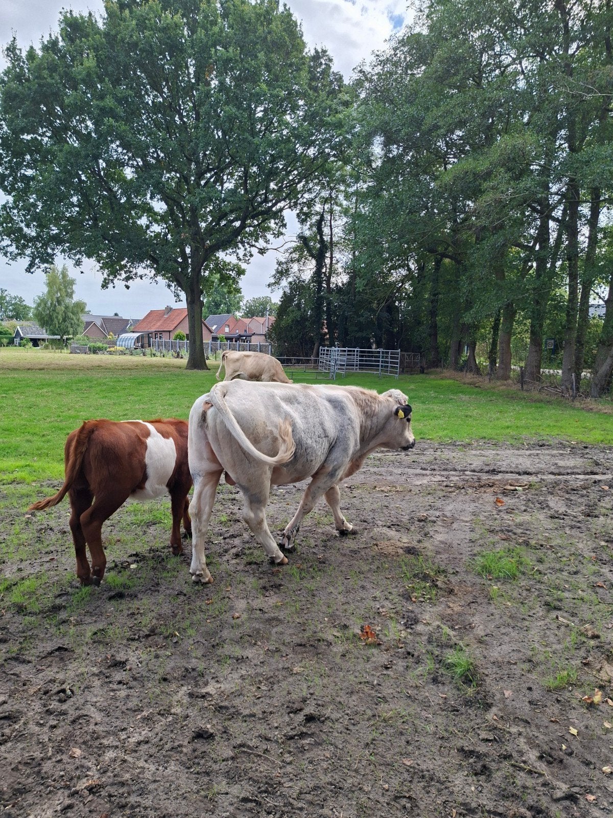 Dekstier bbl /pimo, Mannelijk, 0 tot 2 jaar