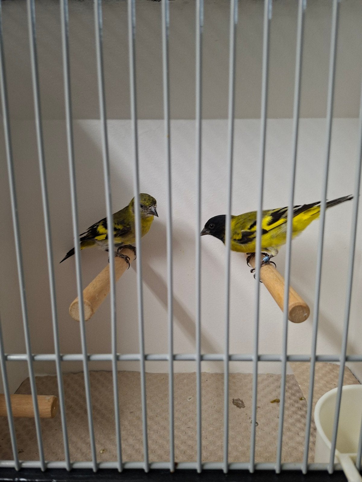zwartkop sijsjes magelaan sijsjes, Dieren en Toebehoren, Meerdere dieren, Tropenvogel, Geringd