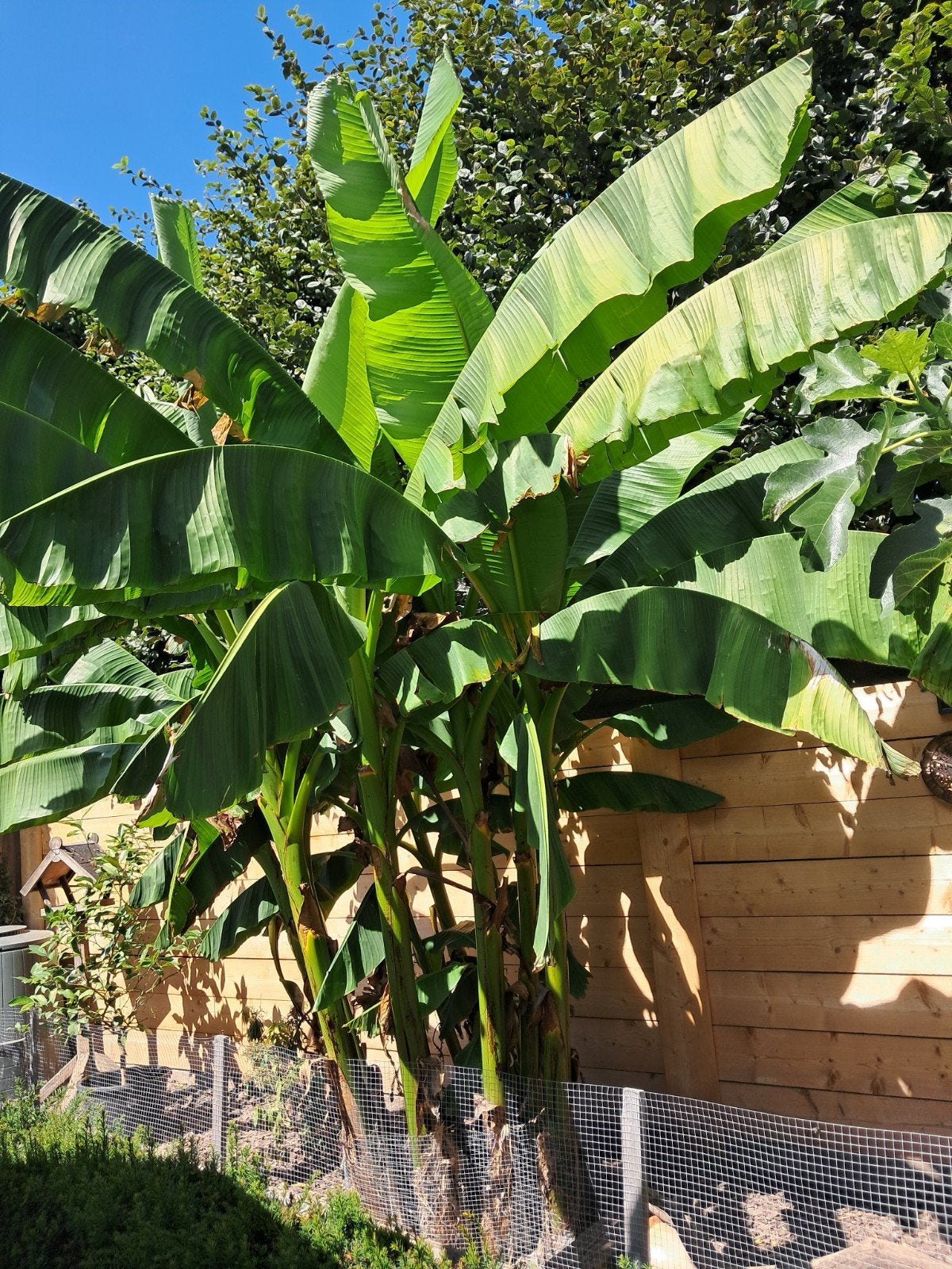 musa Basjoo bananenboom winterhard, Tuin en Terras, Ophalen, Volle zon, Knol
