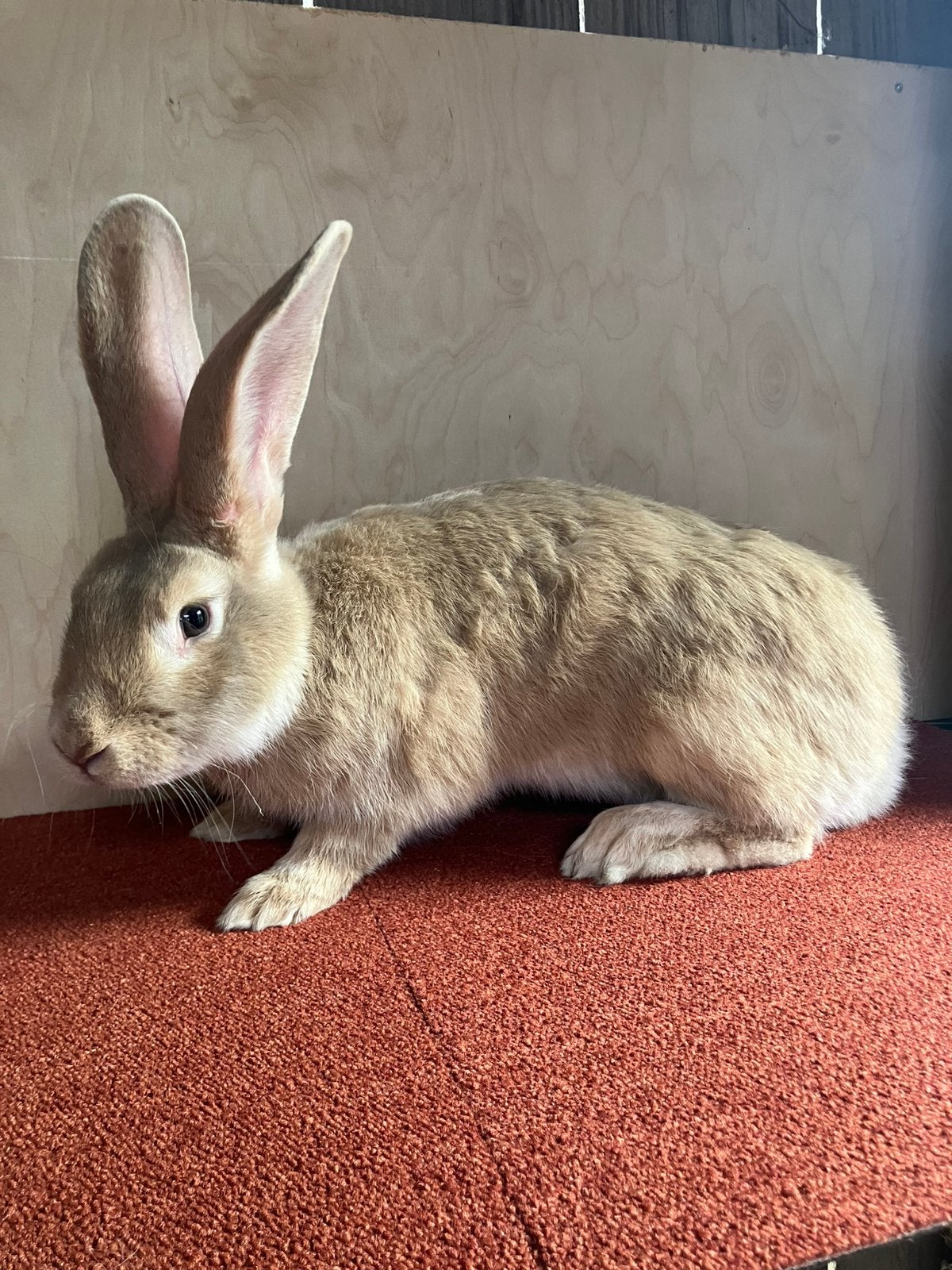 Vlaamse reus, Dieren en Toebehoren, Konijnen, Mannelijk, Groot, 0 tot 2 jaar