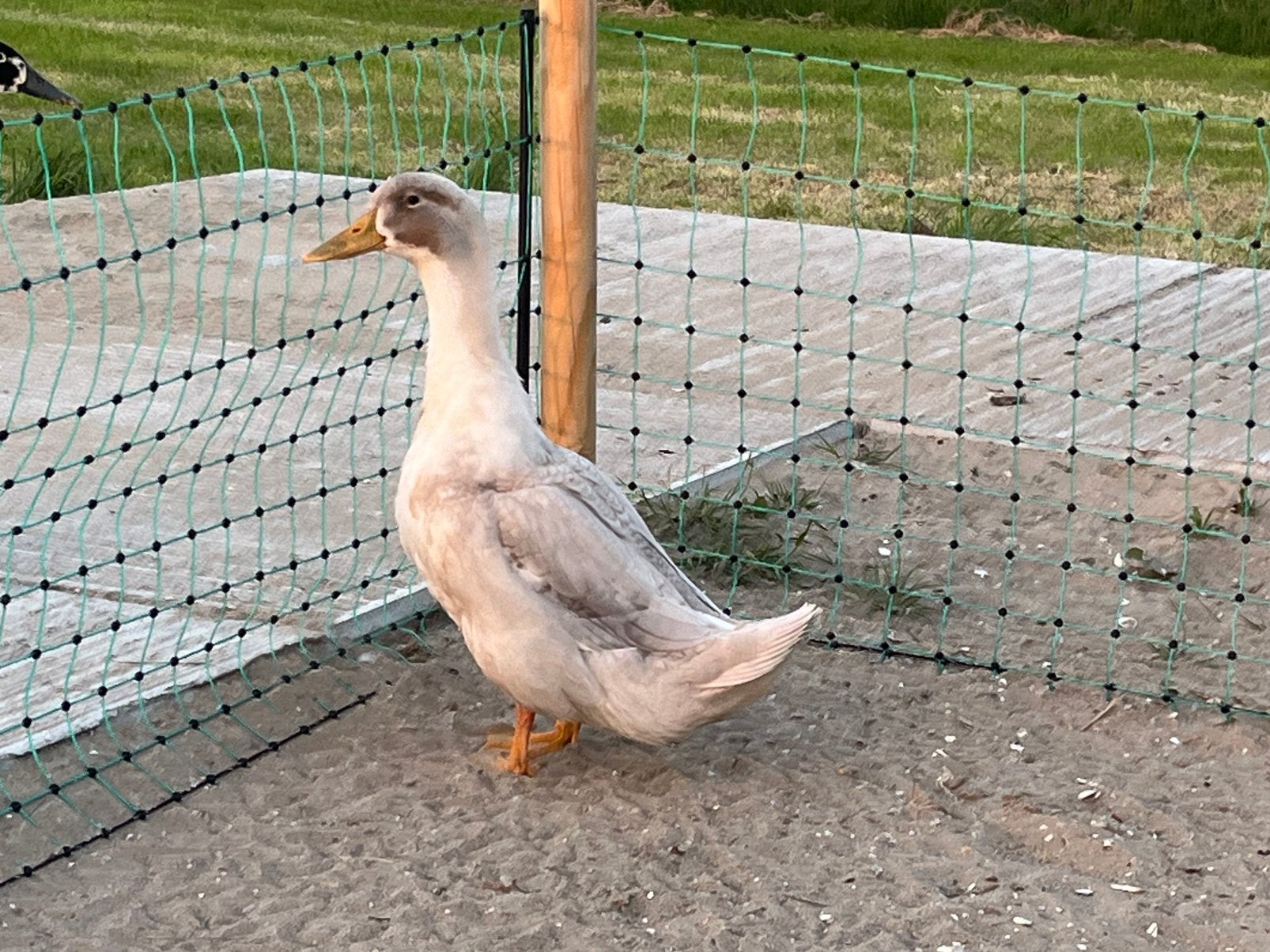 Te koop volwassen eenden, Dieren en Toebehoren, Pluimvee, Meerdere dieren, Eend