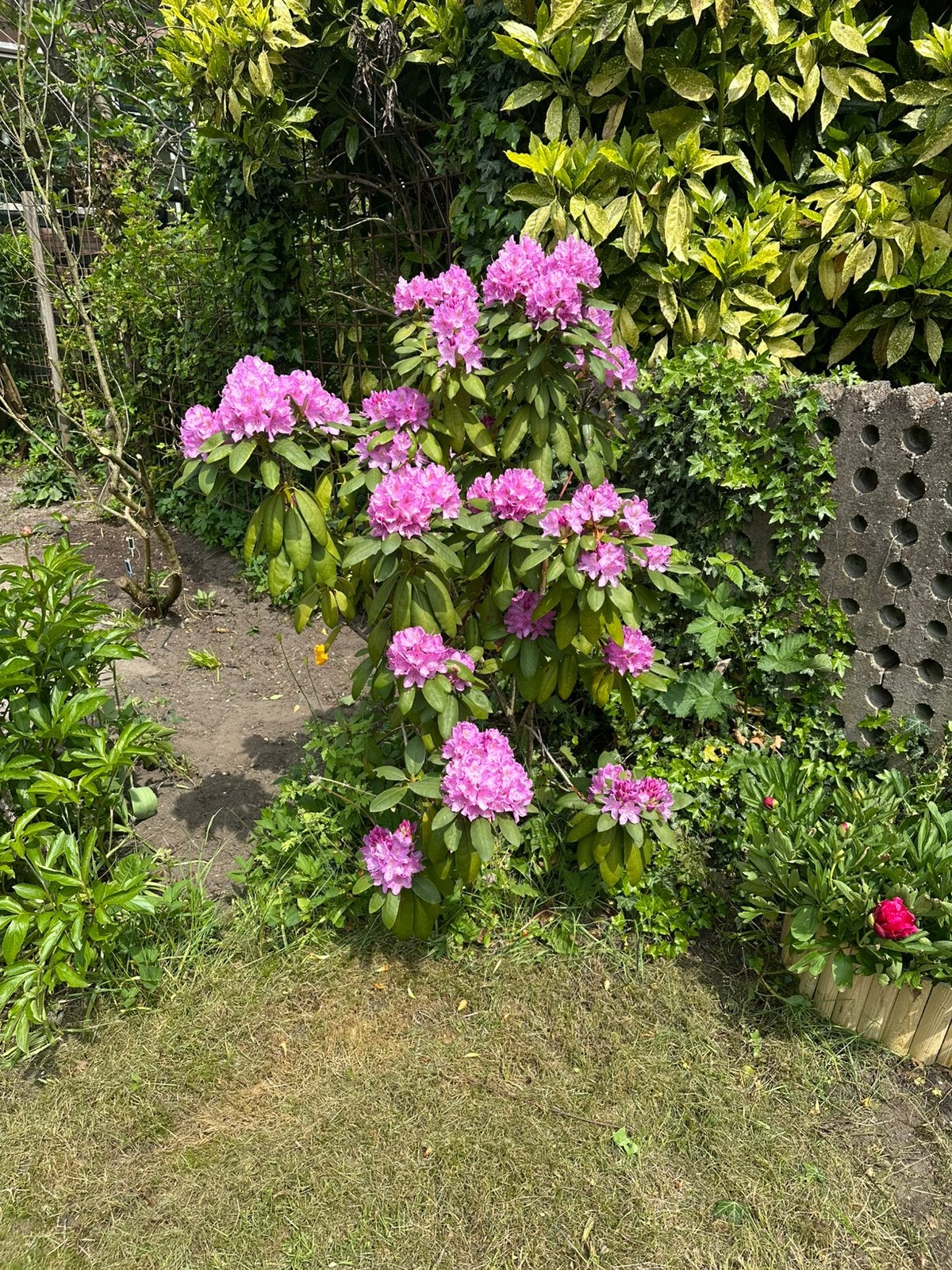 Gratis Rodondendron, Tuin en Terras, Ophalen, Volle zon